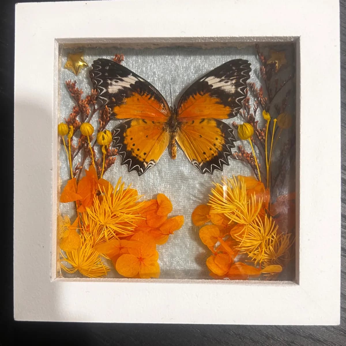 Small Butterfly Shadow Box - Image 1