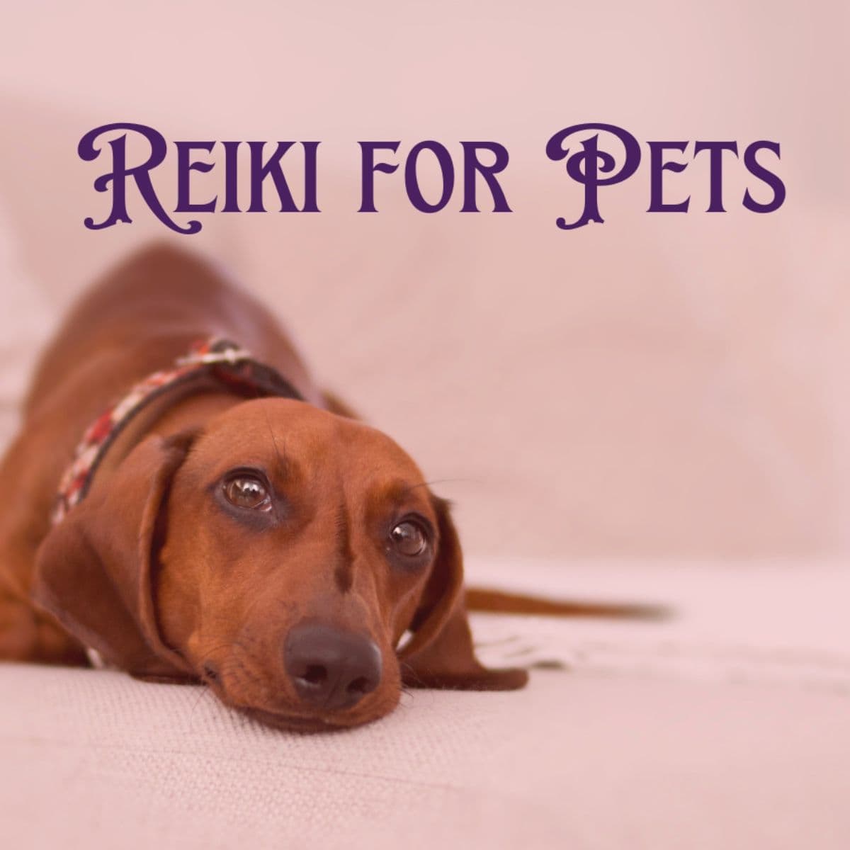 Reiki for Pets - Image 1